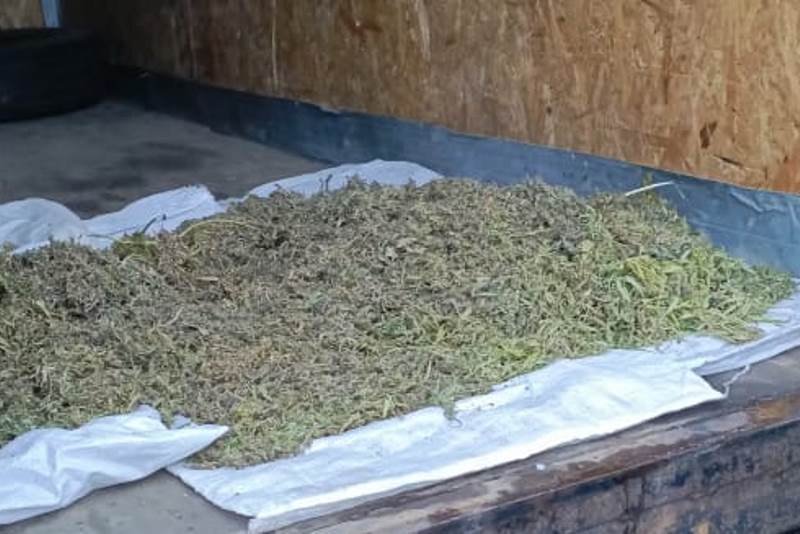 Более 3,5 килограммов марихуаны изъяли полицейские у жителя Славгородского района